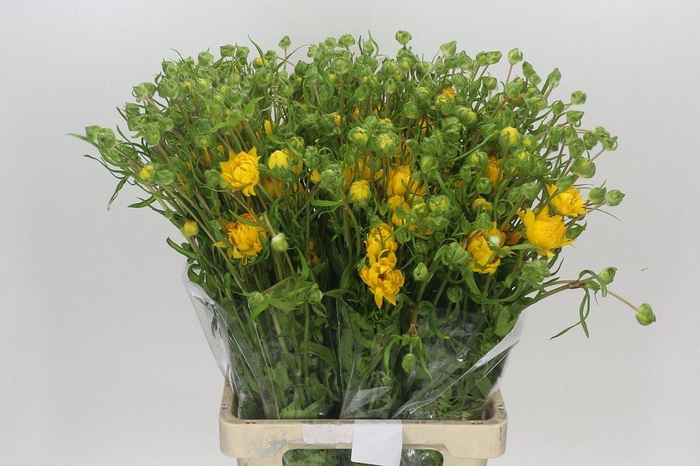 Ranunculus Moderna Proxima