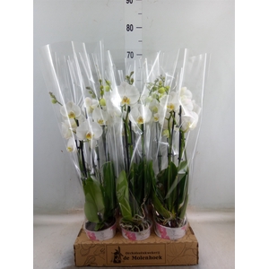 Phalaenopsis  'Ant Nottingham'