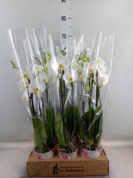 <h4>Phalaenopsis  'Ant Nottingham'</h4>