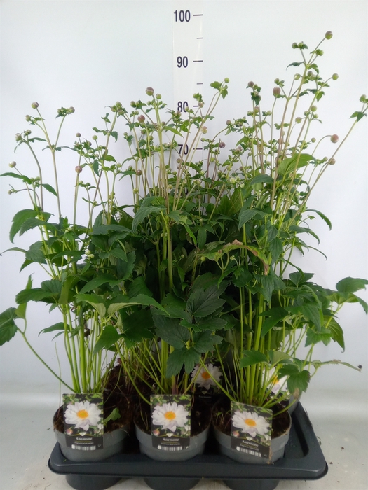 <h4>Anemone hupeh. 'Fantasy Rapunzel'</h4>