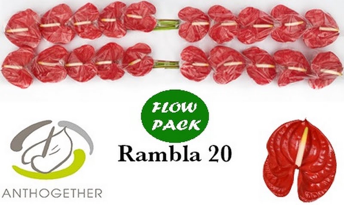 <h4>Anth A Rambla Flow Pack X20 Bouman</h4>