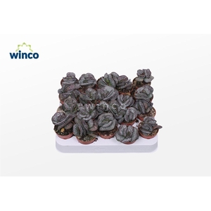 Adromischus Maculatus