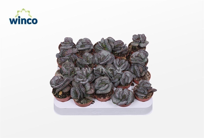 Adromischus Maculatus