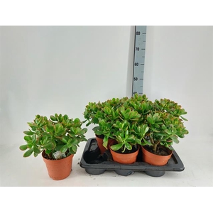 Crassula ovata Sunset 17Ø 35cm