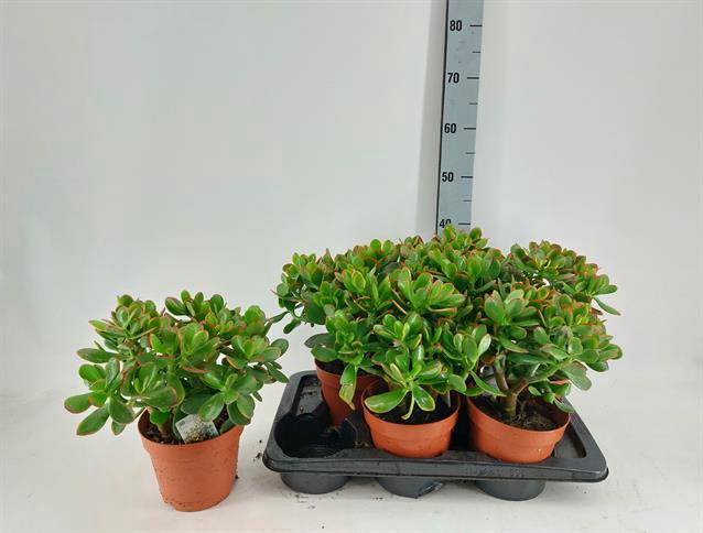 Crassula ovata Sunset 17Ø 35cm
