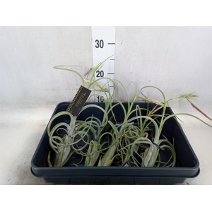 Tillandsia