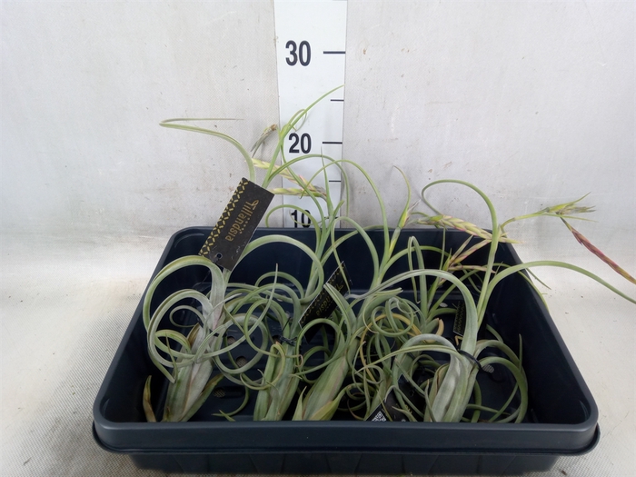 <h4>Tillandsia</h4>