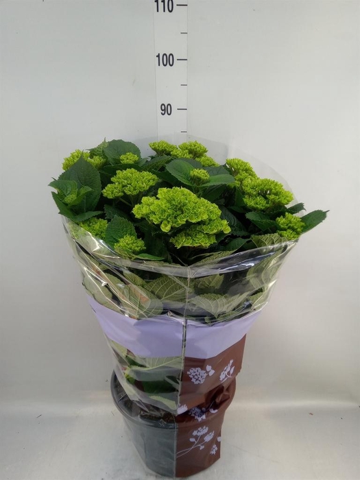 <h4>Hydrangea mac. 'Magical Amethyst'</h4>