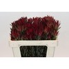 Leucadendron Blush Spray