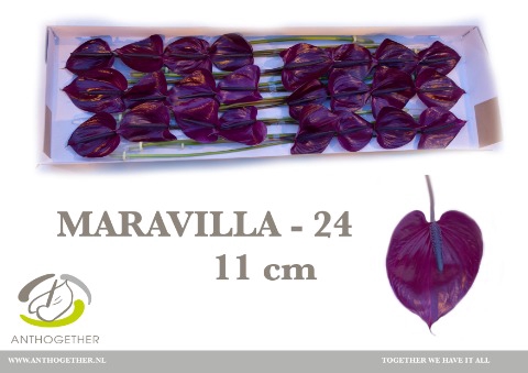 <h4>Anthurium Maravilla</h4>