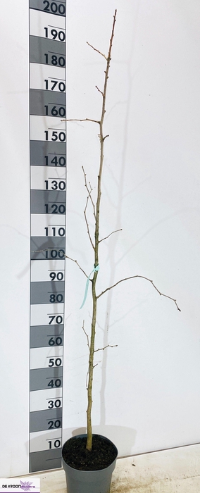 <h4>GINKGO BILOBA</h4>