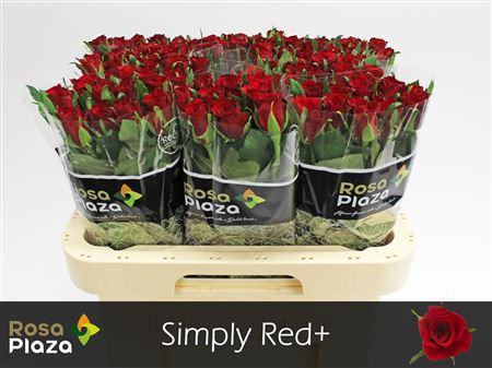 <h4>R Gr Simply Red+</h4>