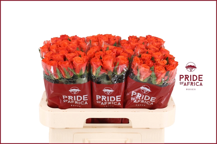 <h4>R GR MANDARIN</h4>