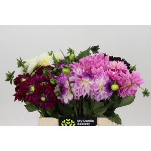 Dahlia Gemengd in fust