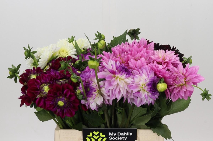 Dahlia Gemengd in fust