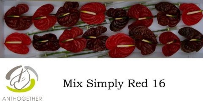 <h4>Anthurium andr.   ...mix</h4>