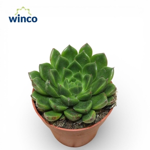 Echeveria Setosa Victor