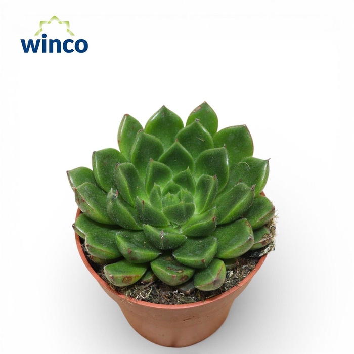 <h4>Echeveria Setosa Victor</h4>