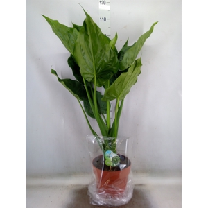 Alocasia cucullata