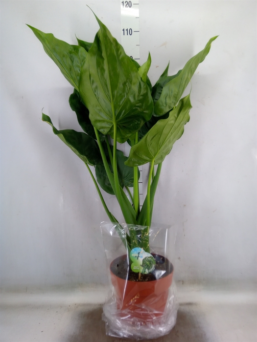 <h4>Alocasia cucullata</h4>
