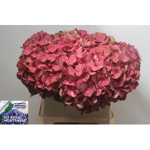 Hydrangea my terracotta