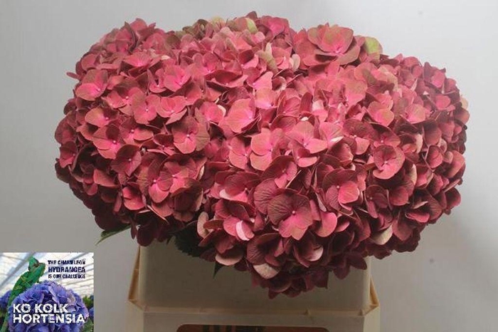 <h4>Hydrangea my terracotta</h4>