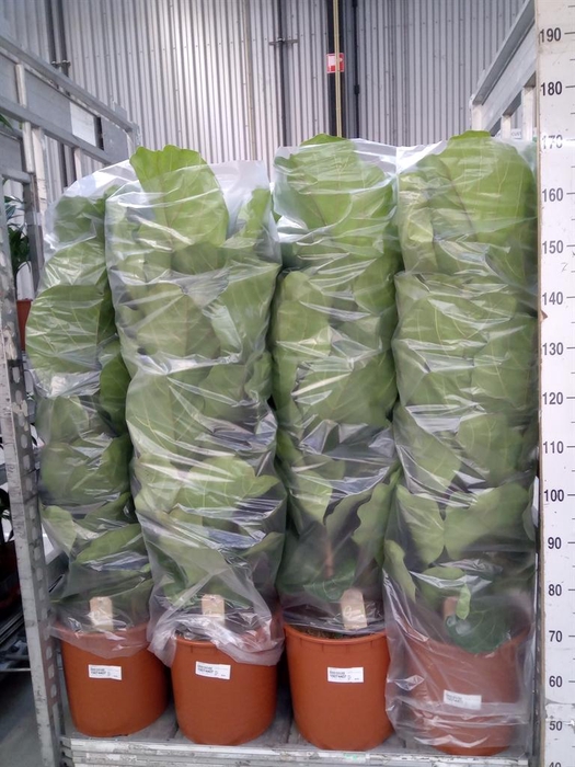 <h4>Ficus lyrata</h4>