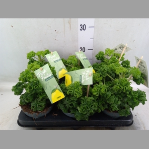 Pelargonium graveolens 'Lemon Tree'