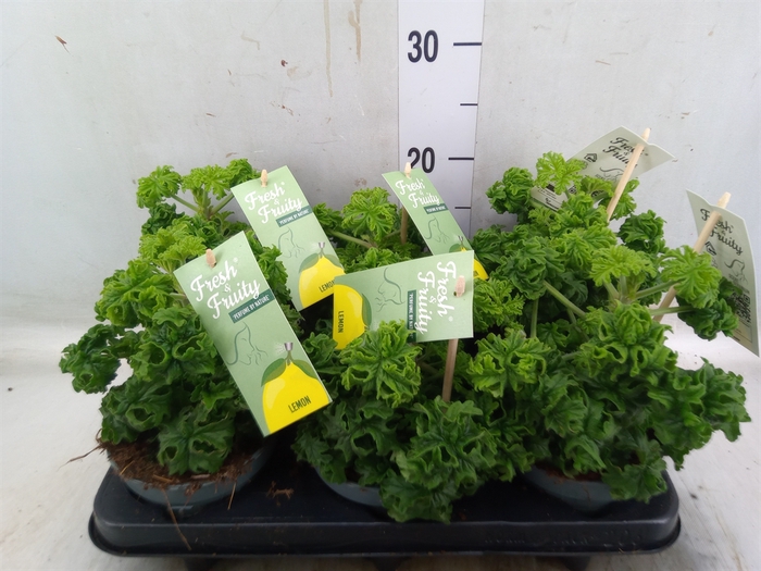 <h4>Pelargonium graveolens 'Lemon Tree'</h4>