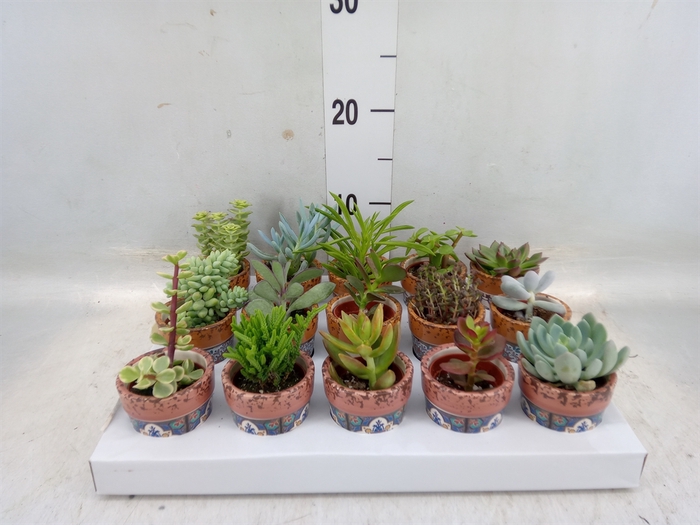 <h4>Succulents   ...</h4>