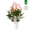 Anthurium Lilli rose Lilli Rosa