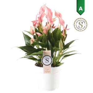 Anthurium Lilli rose Lilli Rosa