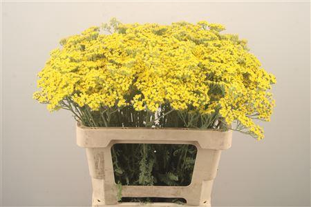 <h4>Achillea Moonshine</h4>