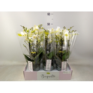 Phalaenopsis multi.   ...white
