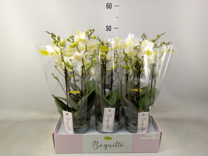 <h4>Phalaenopsis multi.   ...white</h4>