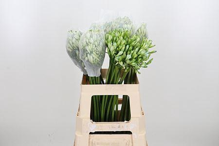 <h4>AGAPANTHUS OVERIG PAINT GREEN</h4>