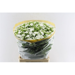 Di Barb Sweet Will White