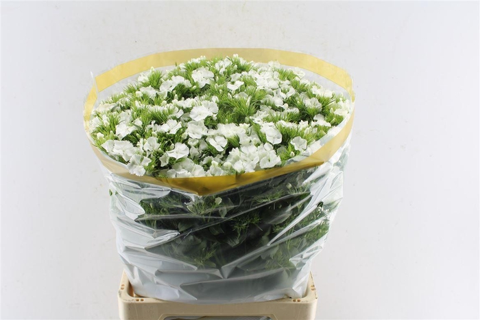 <h4>Di Barb Sweet Will White</h4>