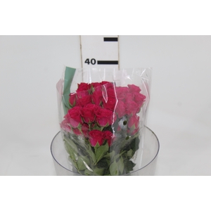 ROSA SPRAY PINK YO-YO 040 CM PINK