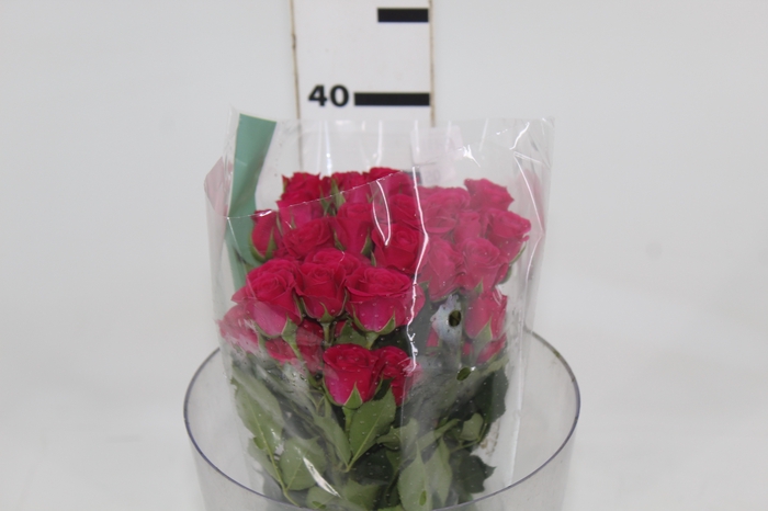 <h4>ROSA SPRAY PINK YO-YO 040 CM PINK</h4>