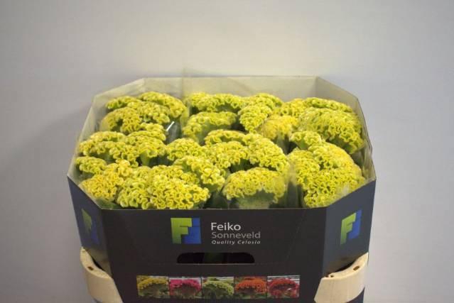 <h4>CEL C ACT VERDA</h4>