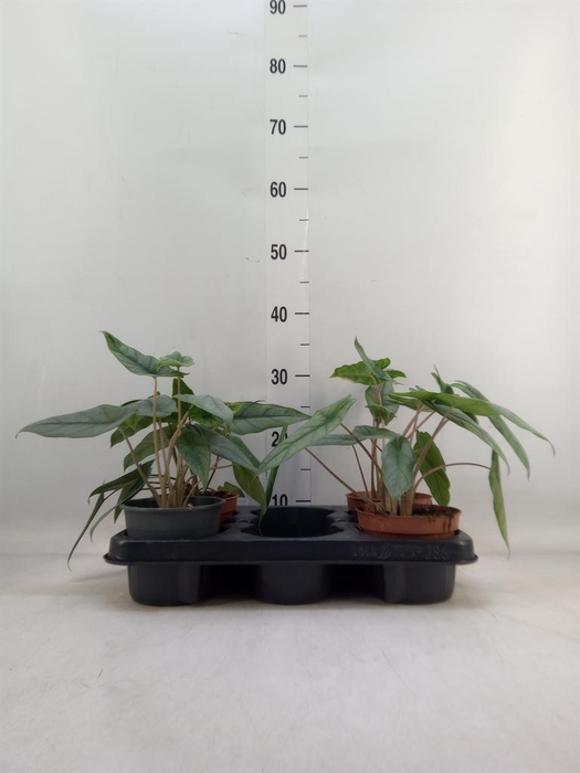 <h4>Alocasia ...</h4>