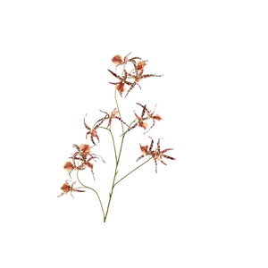 Spider Orchid Brown