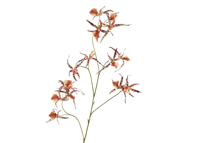 Spider Orchid Brown