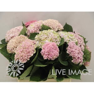 Hydrangea mag revolution pink