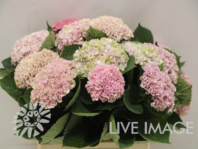 <h4>Hydrangea mag revolution pink</h4>