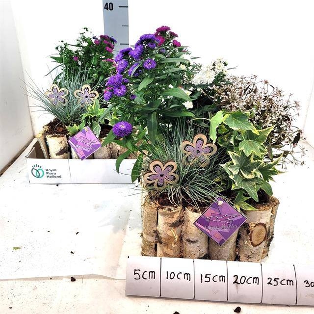 <h4>ARR TUINPLANTEN</h4>