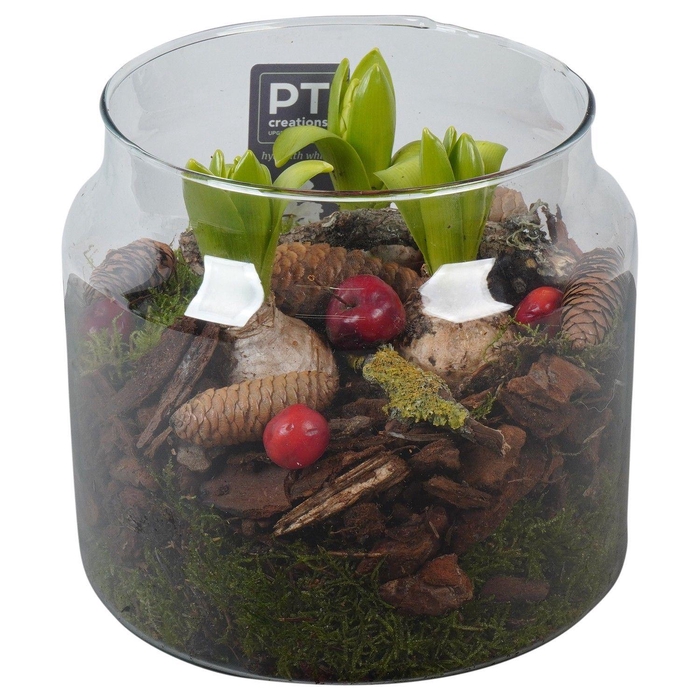 <h4>Arr.  Hyacinthus L%</h4>