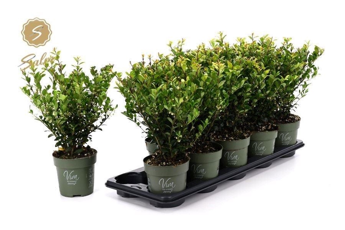<h4>ILEX CRENATA JENNY</h4>