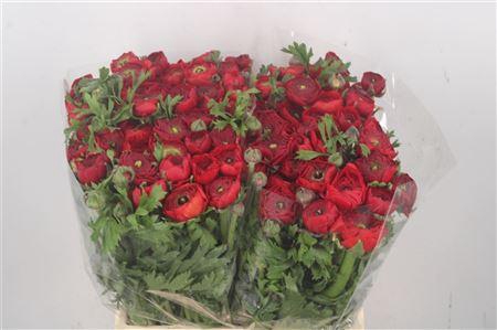 <h4>Ran El. Red Ex</h4>